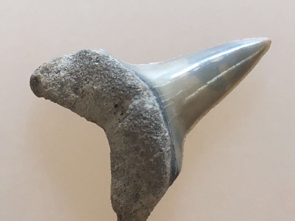 サメの歯　イスルス　化石　#546 アオザメ　バージニア　サメ　鮫　歯_画像3