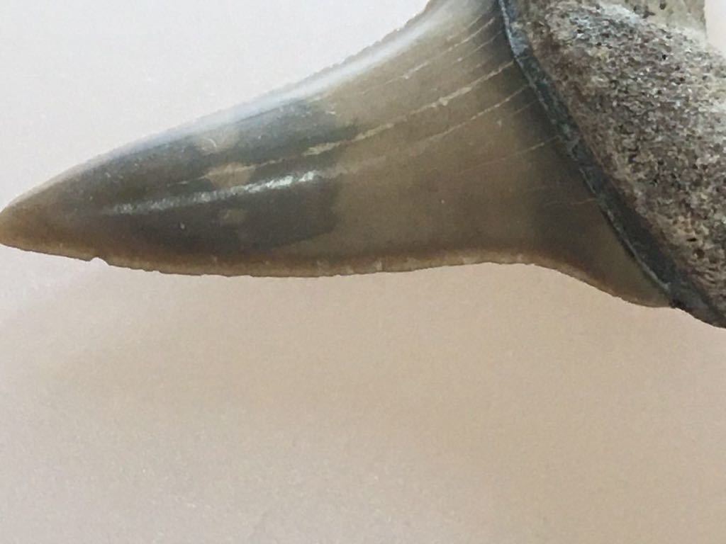 サメの歯　イスルス　化石　#546 アオザメ　バージニア　サメ　鮫　歯_画像6
