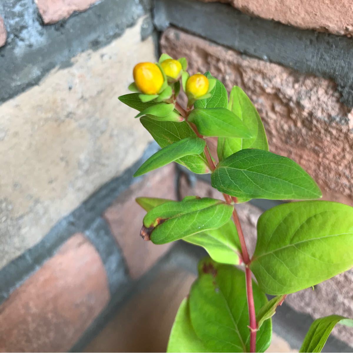 Paypayフリマ ラスト苗 ピ0 ヒペリカム苗 花芽有り 凄根張ってます 丈夫 虫強 耐寒 耐病 Paypayフリマ ラスト苗 ピ0 ヒペリカム苗 花芽有り 凄根張ってます 丈夫 虫強 耐寒 耐病