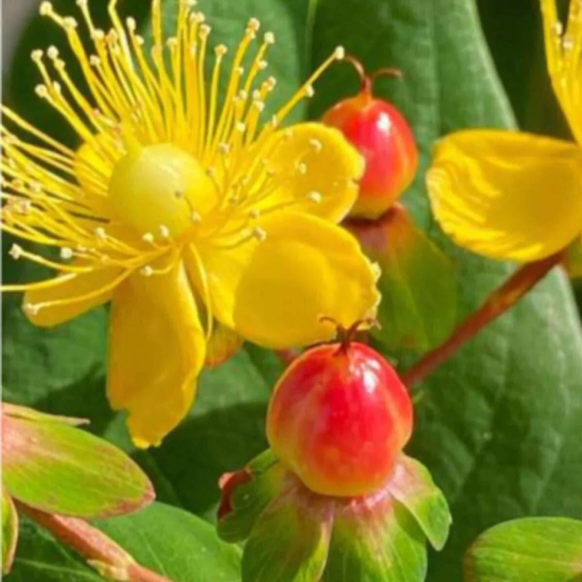 Paypayフリマ ラスト苗 ピ0 ヒペリカム苗 花芽有り 凄根張ってます 丈夫 虫強 耐寒 耐病 Paypayフリマ ラスト苗 ピ0 ヒペリカム苗 花芽有り 凄根張ってます 丈夫 虫強 耐寒 耐病