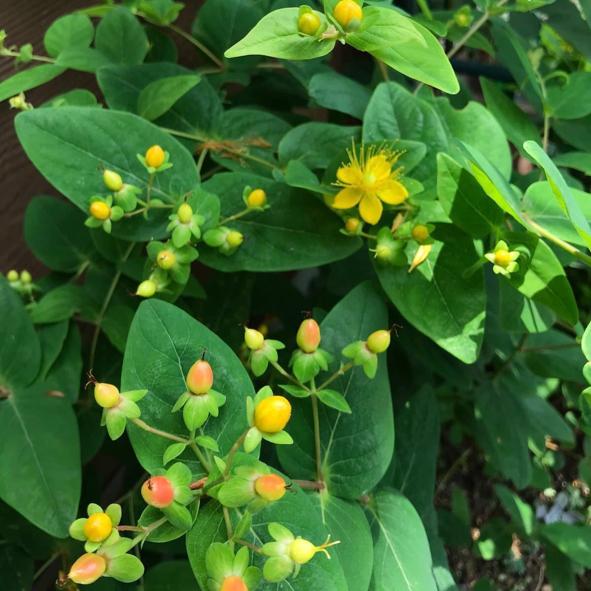 Paypayフリマ ラスト苗 ピ0 ヒペリカム苗 花芽有り 凄根張ってます 丈夫 虫強 耐寒 耐病 Paypayフリマ ラスト苗 ピ0 ヒペリカム苗 花芽有り 凄根張ってます 丈夫 虫強 耐寒 耐病