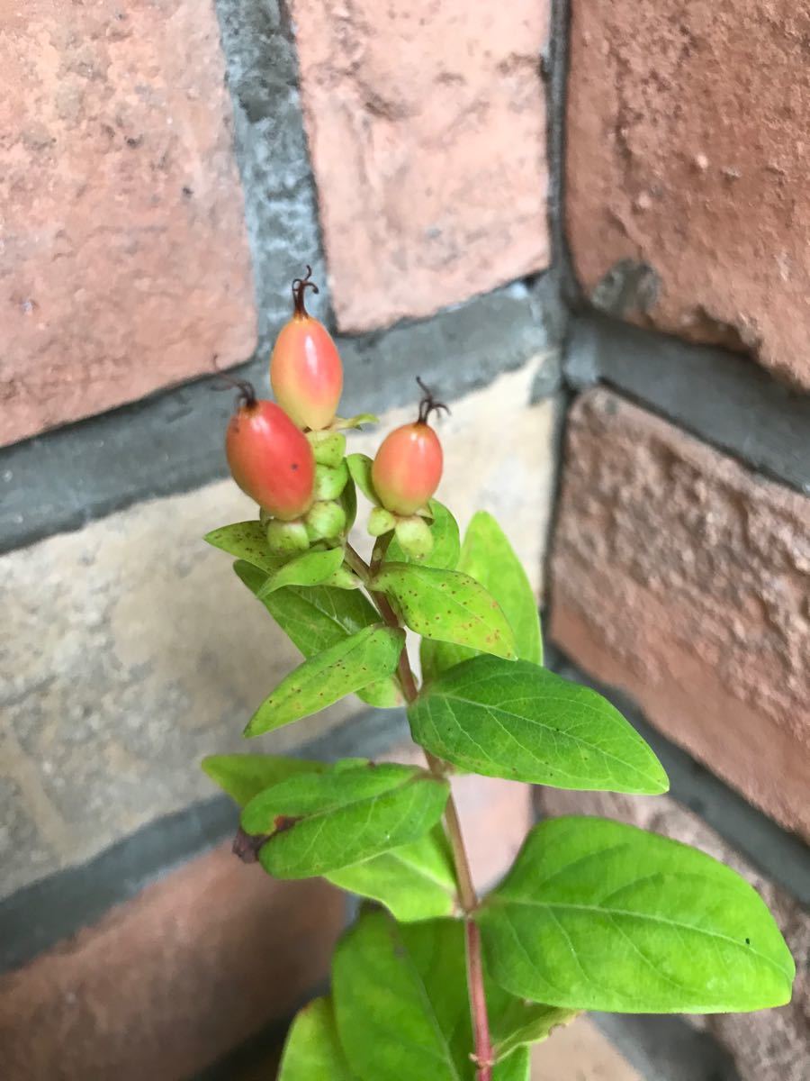 Paypayフリマ ラスト苗 ピ0 ヒペリカム苗 花芽有り 凄根張ってます 丈夫 虫強 耐寒 耐病 Paypayフリマ ラスト苗 ピ0 ヒペリカム苗 花芽有り 凄根張ってます 丈夫 虫強 耐寒 耐病
