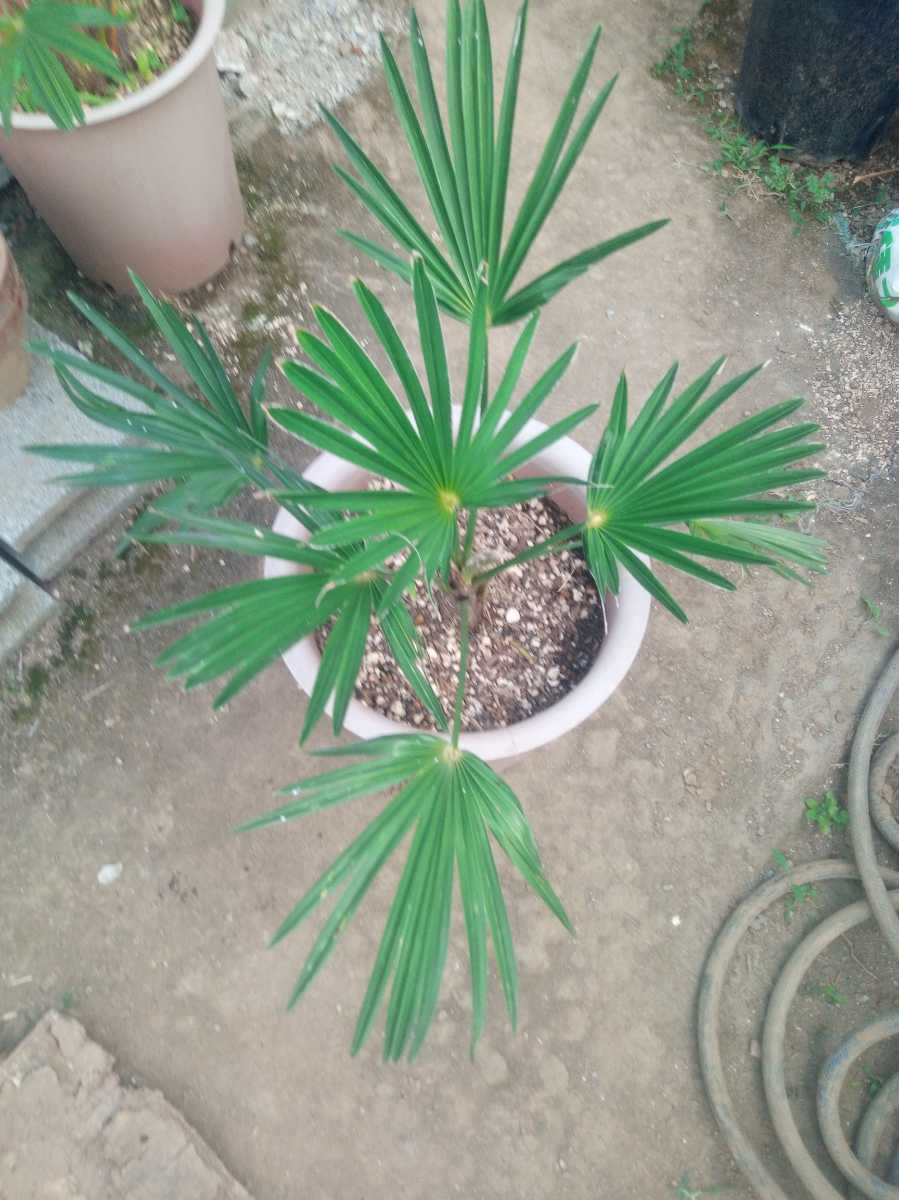 即決 超耐寒ヤシ トウジュロ（Trachycarpus wagnerianus）唐棕櫚 ③