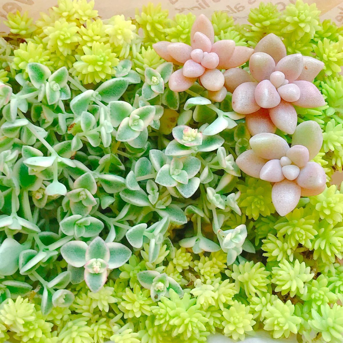 Paypayフリマ 多肉植物 カット苗 リトルミッシー 60カット以上 セダム黄金細葉万年草 姫秀麗 Paypayフリマ 多肉植物 カット苗 リトルミッシー 60カット以上 セダム黄金細葉万年草 姫秀麗