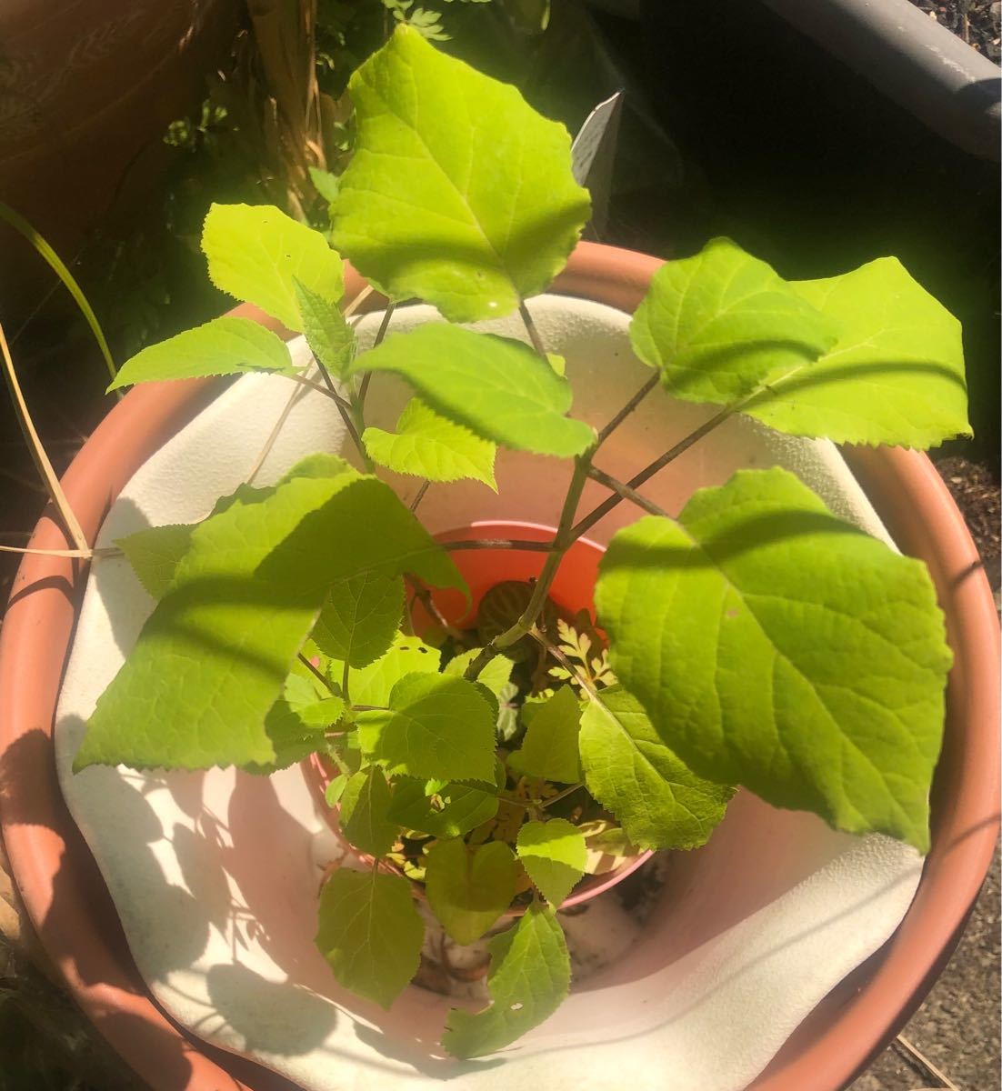 Paypayフリマ アナベル 白 挿し木苗 発根すみ 画像4 5枚目が現在の姿です プラ鉢植え Paypayフリマ アナベル 白 挿し木苗 発根すみ 画像4 5枚目が現在の姿です プラ鉢植え