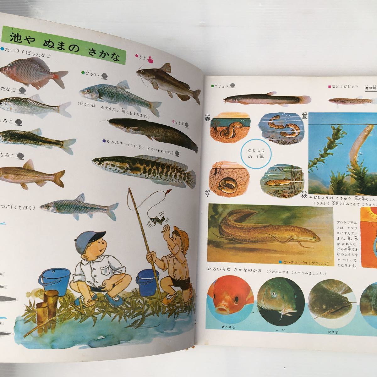 zaa-198♪学習ずかん百科第8巻水ベの生きもの 鈴木泰 zaa-198♪学習ずかん百科第8巻水ベの生きもの 鈴木泰