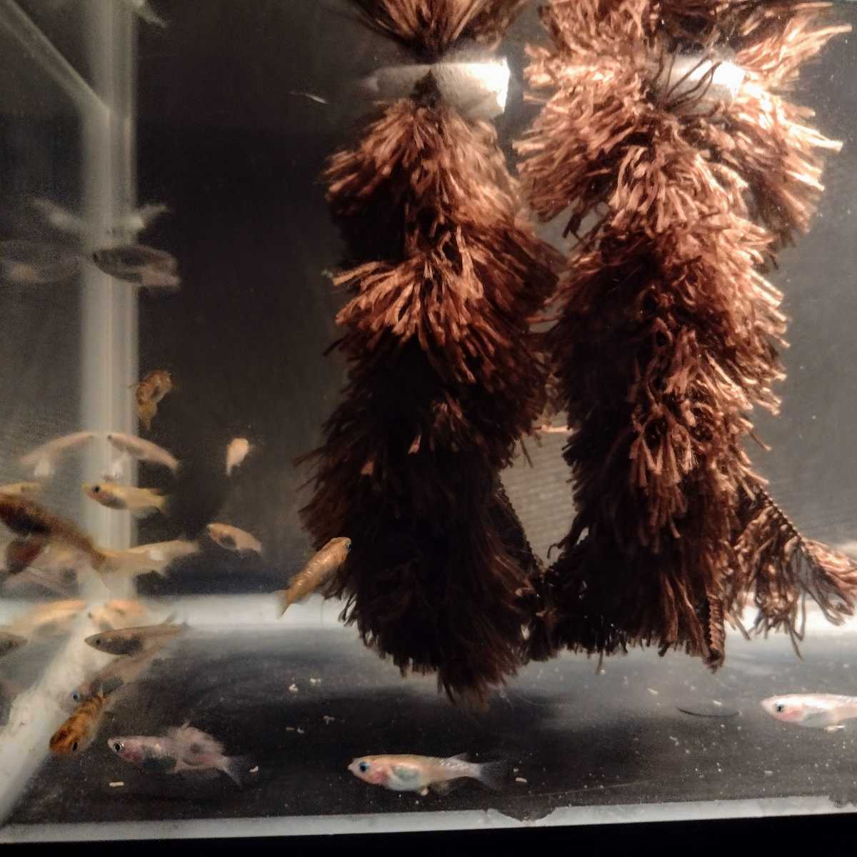 Paypayフリマ メダカ産卵床 10 産助 さんすけ 2号 産助アオイ 組立不要 金魚にも Paypayフリマ メダカ産卵床 10 産助 さんすけ 2号 産助アオイ 組立不要 金魚にも