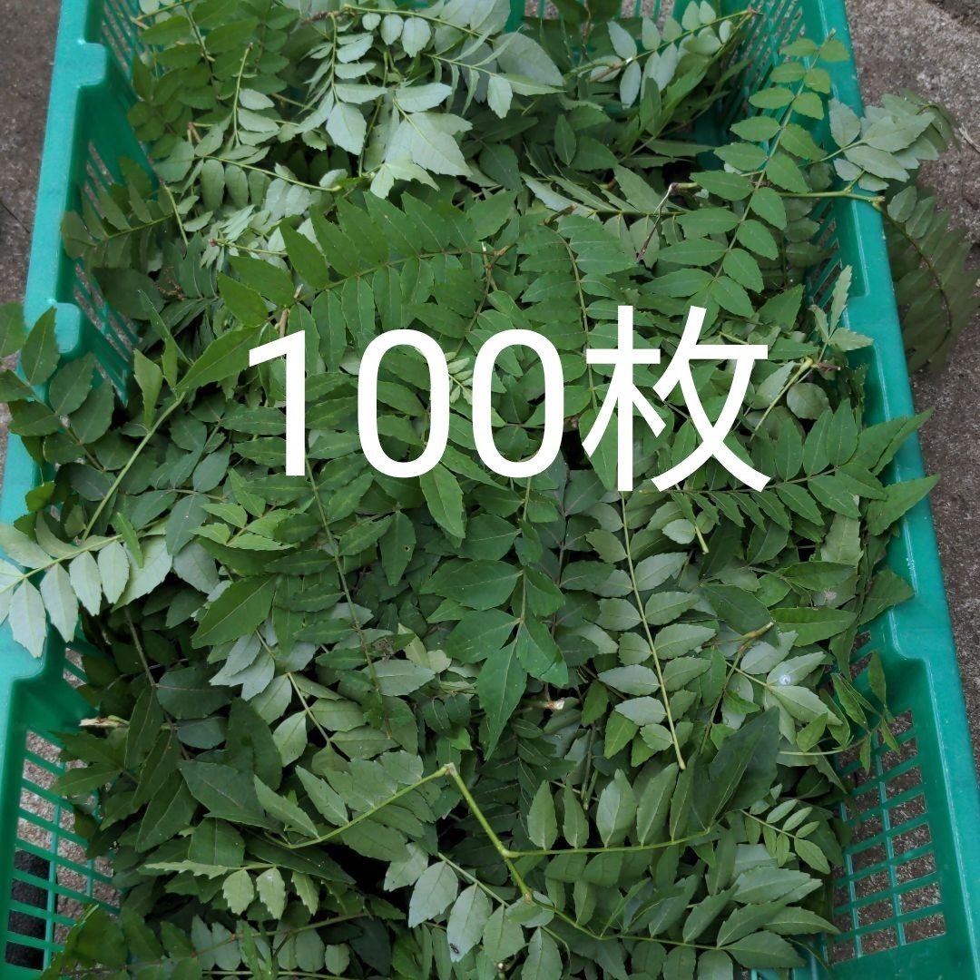Paypayフリマ アゲハ蝶 幼虫のエサ 山椒の葉 100枚 Paypayフリマ アゲハ蝶 幼虫のエサ 山椒の葉 100枚