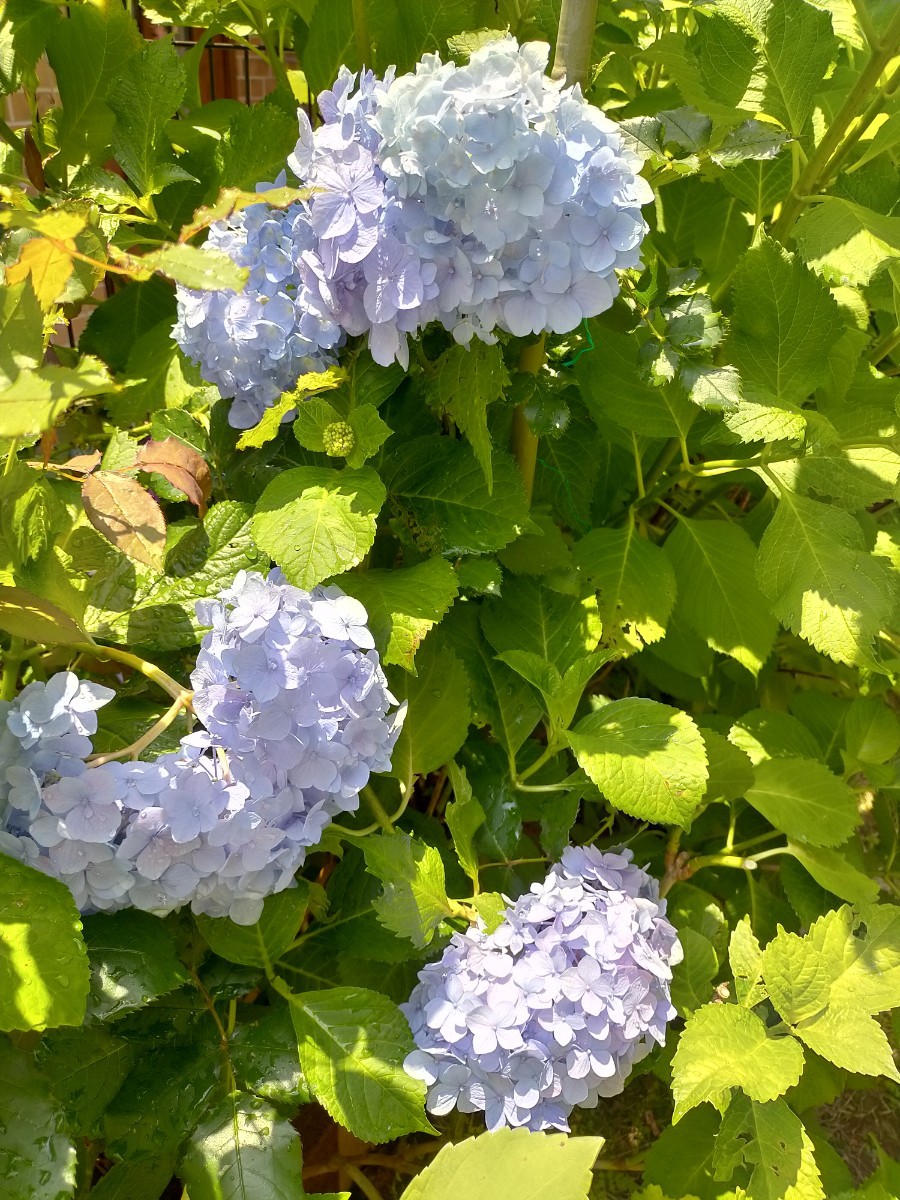 Paypayフリマ アジサイ 紫陽花 挿し木 挿し穂 6本