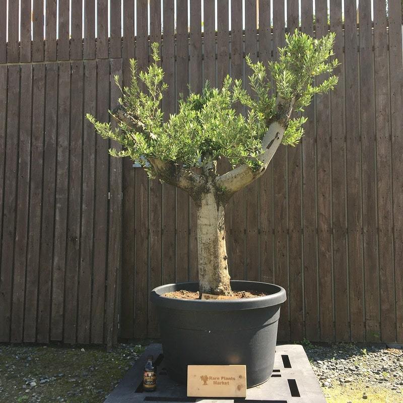 まとめ買い特価 YLK5 スペイン産 オリーブの木 白幹 三つ股 鉢植え 地 