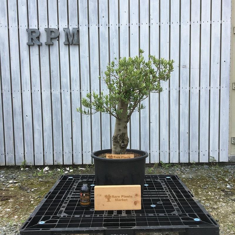SSK3　スペイン産　オリーブの木 幹太　観葉植物　鉢植え　地植え　福岡販売_画像1