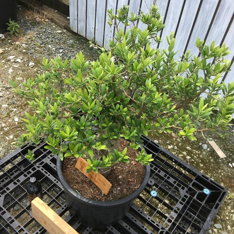 SSK3　スペイン産　オリーブの木 幹太　観葉植物　鉢植え　地植え　福岡販売_画像2
