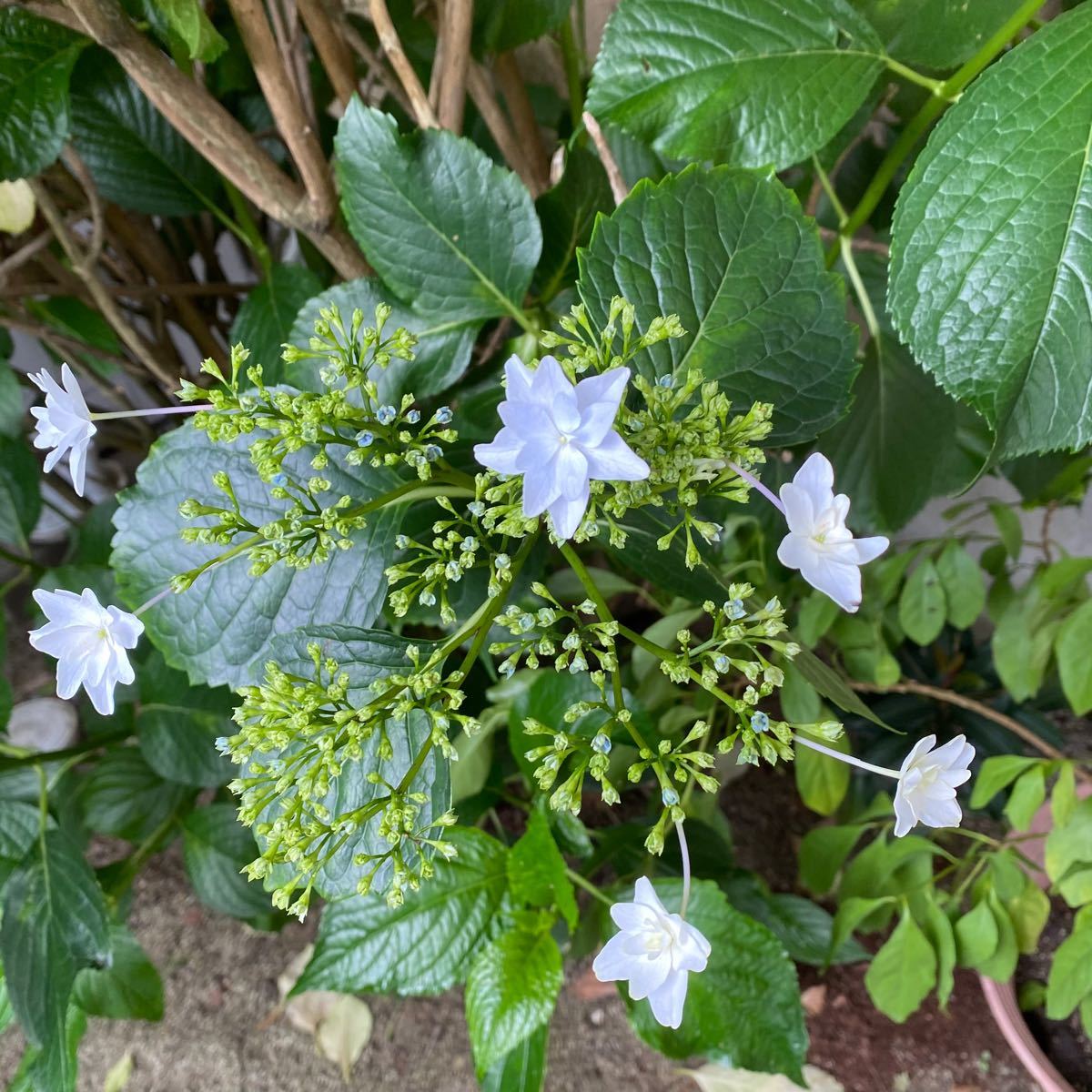 Paypayフリマ 151 アジサイ 挿し穂 5本 墨田の花火 紫陽花