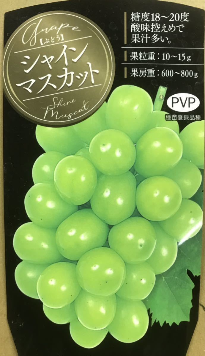シャインマスカット 皮ごと食べられる大粒葡萄苗木2本 シャインマスカット 皮ごと食べられる大粒葡萄苗木2本