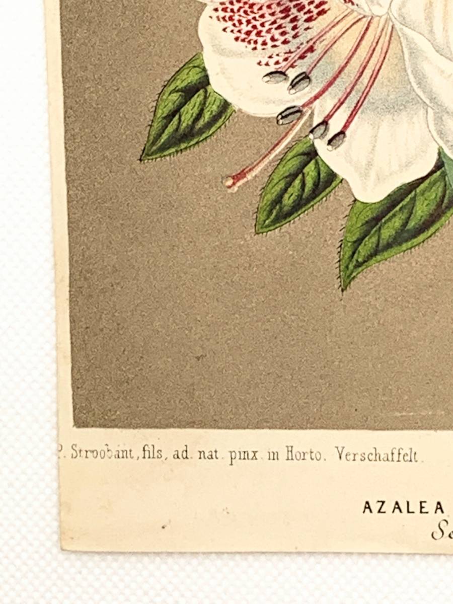 フランスアンティーク 博物画 『AZALEA』 多色刷り石版画　ボタニカルアート_画像5