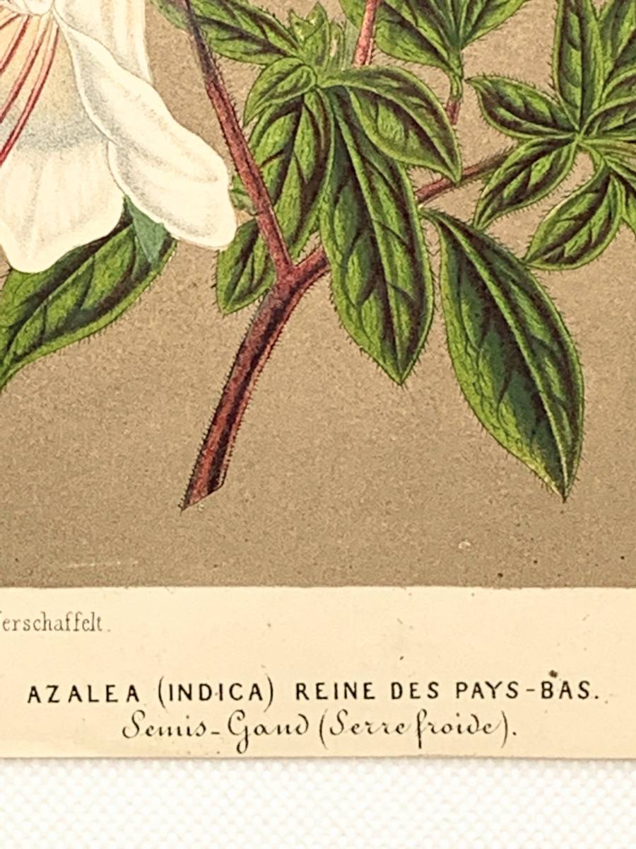 フランスアンティーク 博物画 『AZALEA』 多色刷り石版画　ボタニカルアート_画像7