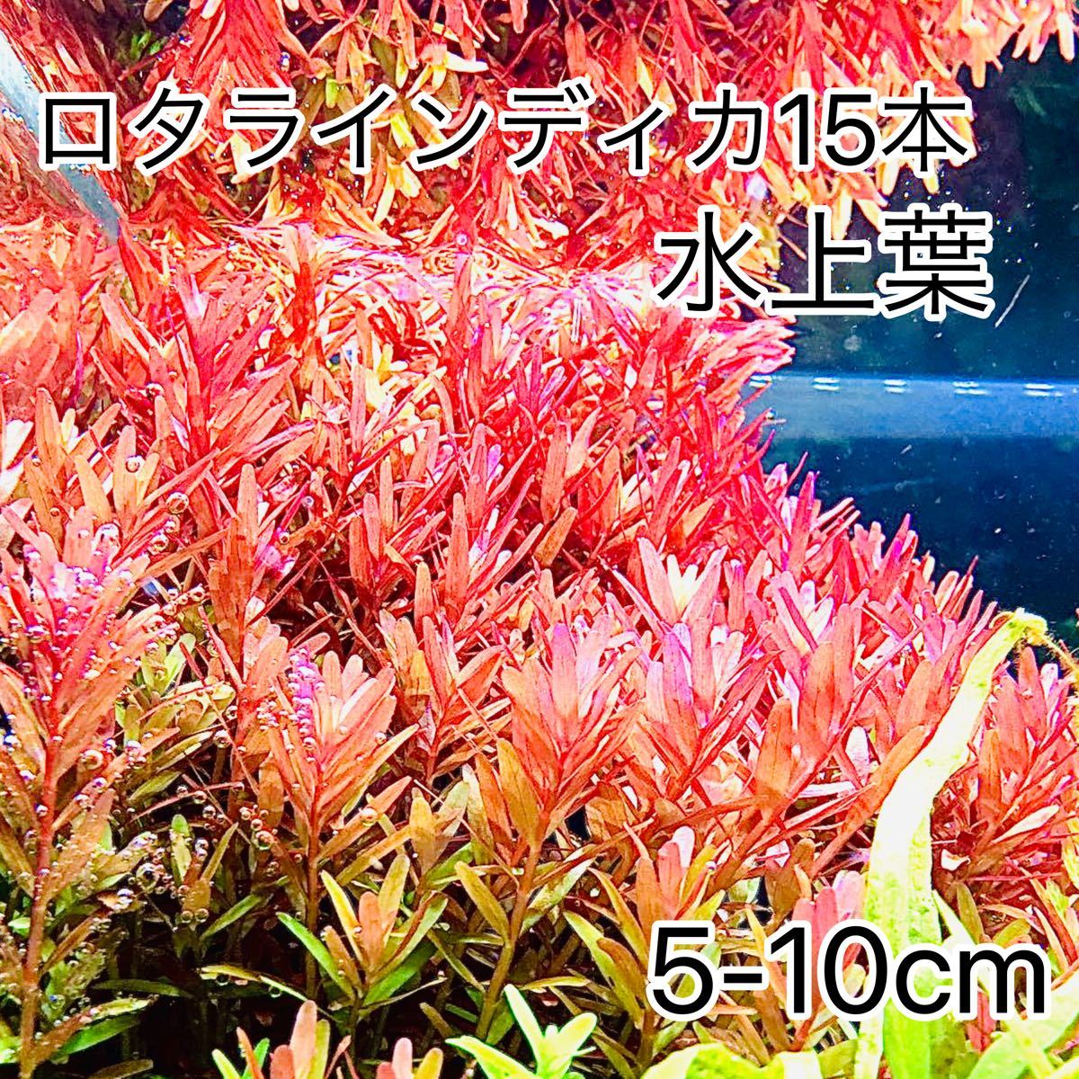 最大の割引 ロタラ インディカ 自家栽培100本 魚用品 水草 最大の割引 ロタラ インディカ 自家栽培100本 魚用品 水草