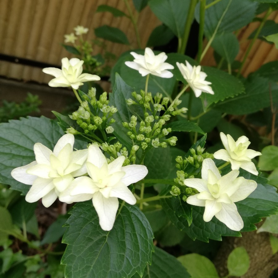 ガクアジサイ 隅田の花火　挿し穂