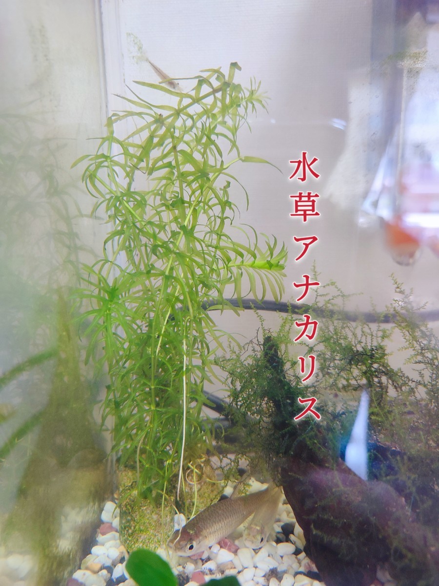 Paypayフリマ アオウキクサ 100株 アナカリス 3本 1 無農薬 スネールなし 水草 浮草 ビオトープ きんちゃん専用ページ Paypayフリマ アオウキクサ 100株 アナカリス 3本 1 無農薬 スネールなし 水草 浮草 ビオトープ きんちゃん専用ページ