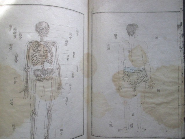 銅版解剖図入◆中里亮編・小学人体問答◆明治９初版本◆文明開化英学洋学西洋医学解剖学江戸東京和本古書_画像5