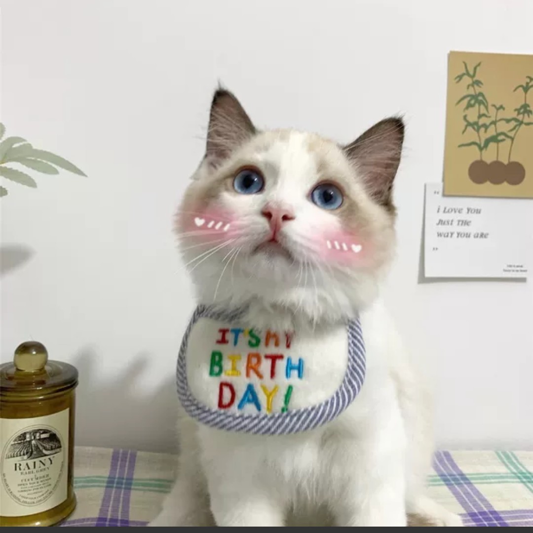 バースデー　スタイ　ペット　犬　猫　ウサギ　ハムスター　小型　可愛い　誕生日パーティ　一緒にお祝いしましょ♪