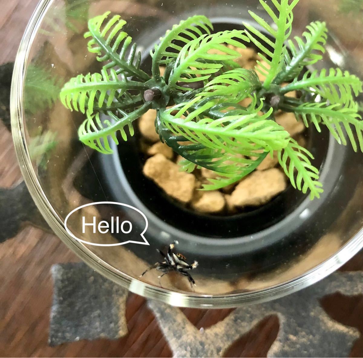 Paypayフリマ 虫かご s ガラス製飼育ケース おしゃれ 蜘蛛 カマキリ ヤモリ 撮影 Insect Cage Glassware Paypayフリマ 虫かご s ガラス製飼育ケース おしゃれ 蜘蛛 カマキリ ヤモリ 撮影 Insect Cage Glassware