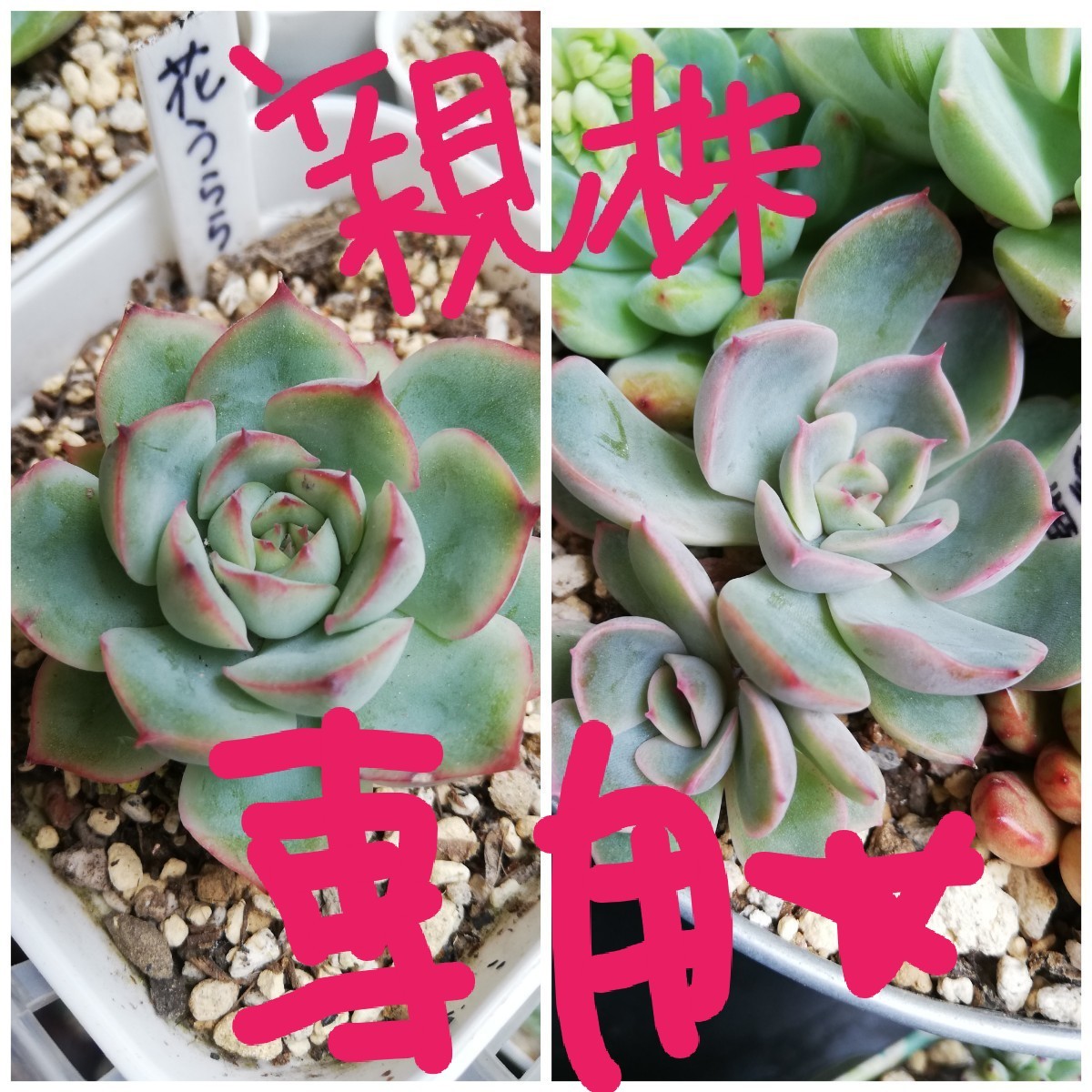 Yuaha様専用☆ 花うらら&白雪姫 葉挿し +おまけ☆