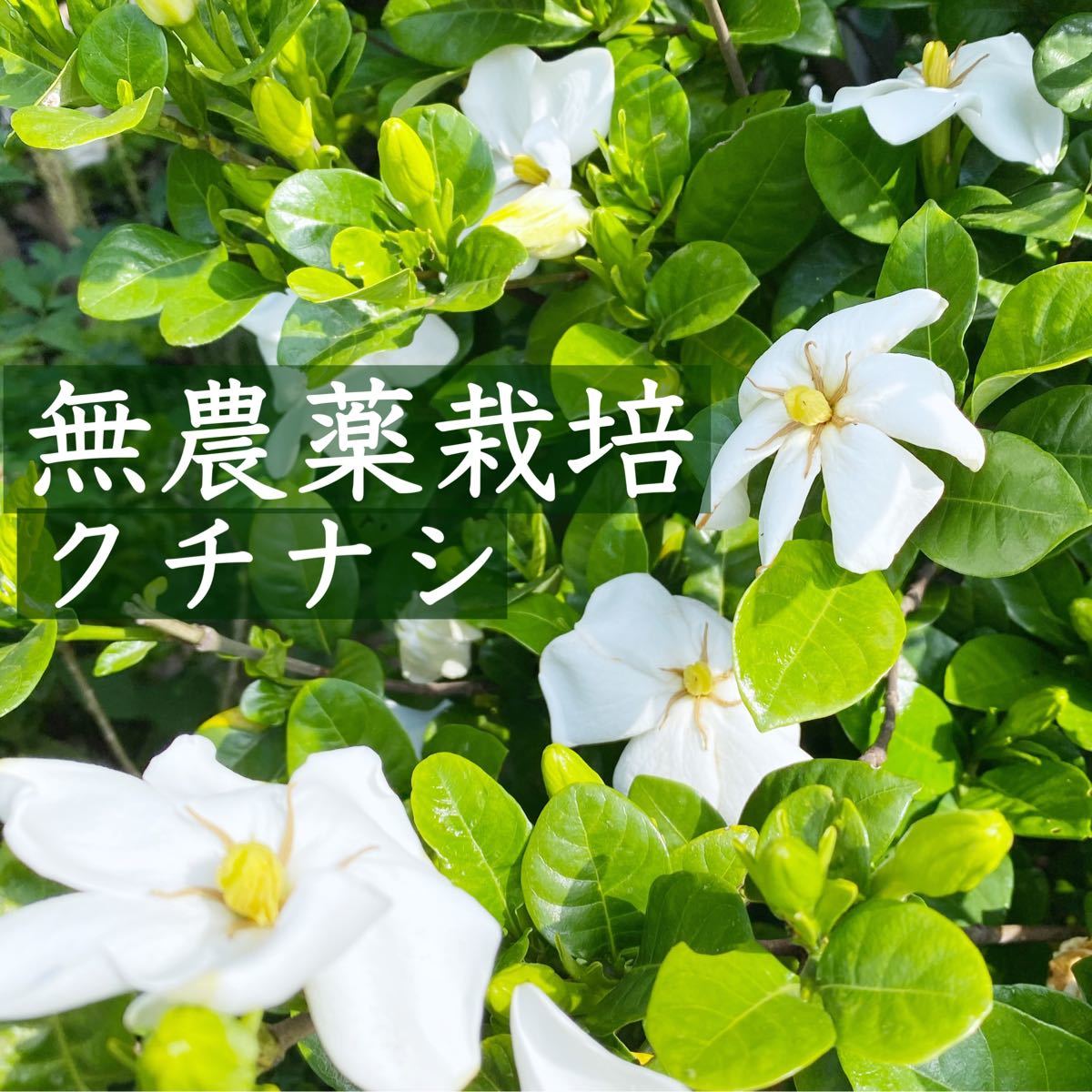 Paypayフリマ 完全無農薬栽培 クチナシ 挿し穂 Paypayフリマ 完全無農薬栽培 クチナシ 挿し穂