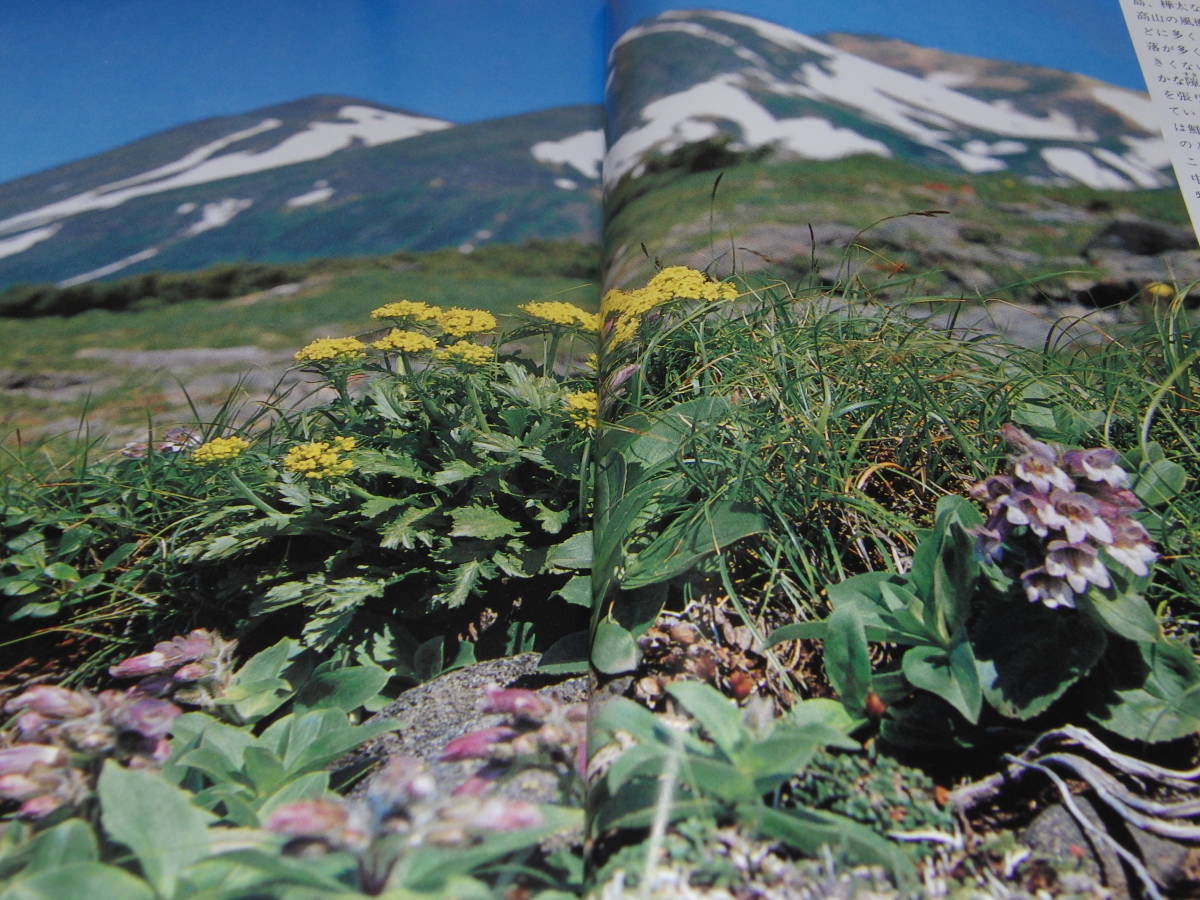 d8■趣味の山野草　1983年１月大雪草、山野草人気銘柄百選、うわうめ科の仲間_画像4