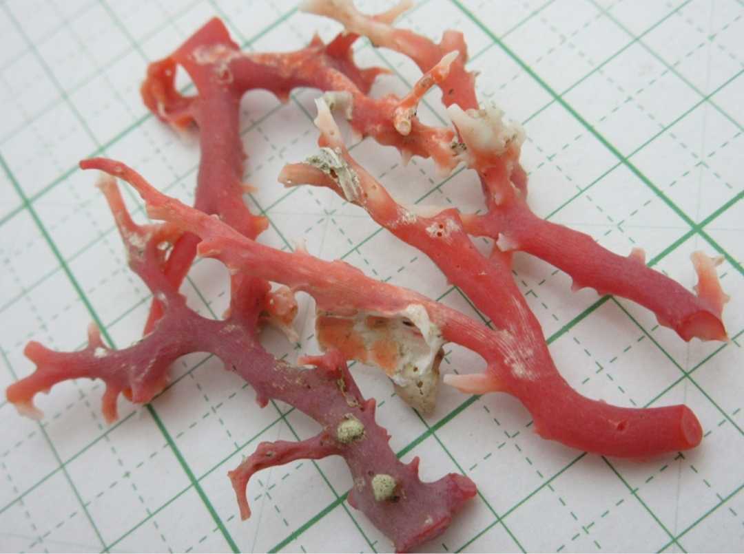 【TOP】血赤珊瑚 サンゴ 6.8g 枝 セット ルース 根付 v658._画像1