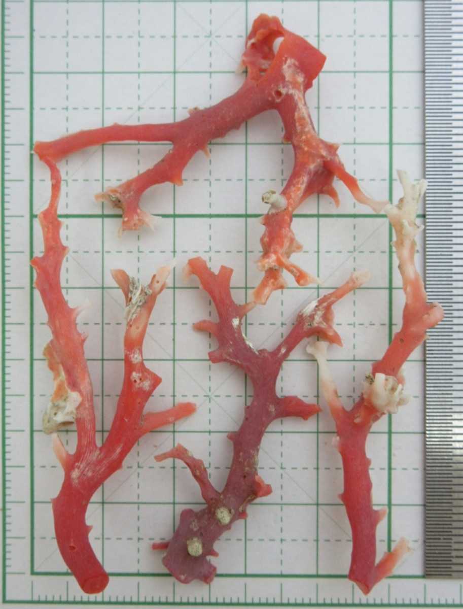 【TOP】血赤珊瑚 サンゴ 6.8g 枝 セット ルース 根付 v658._画像2