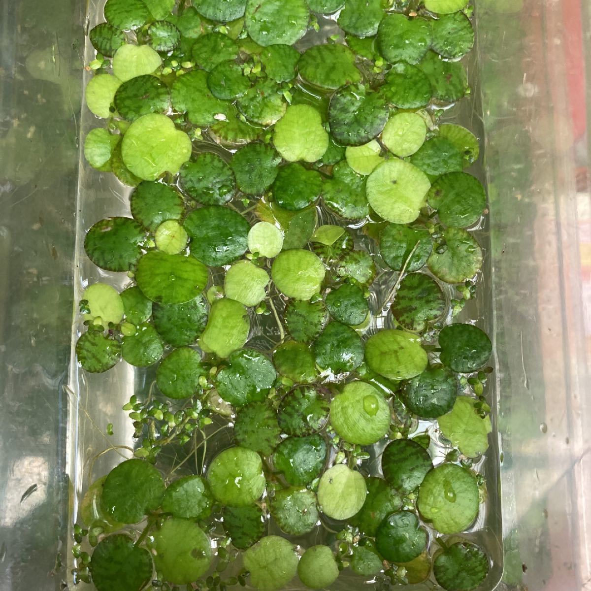 Paypayフリマ 浮草 アマゾンフロッグ アオウキクサ 混合メダカ らんちゅう 金魚の飼育 餌 Paypayフリマ 浮草 アマゾンフロッグ アオウキクサ 混合メダカ らんちゅう 金魚の飼育 餌