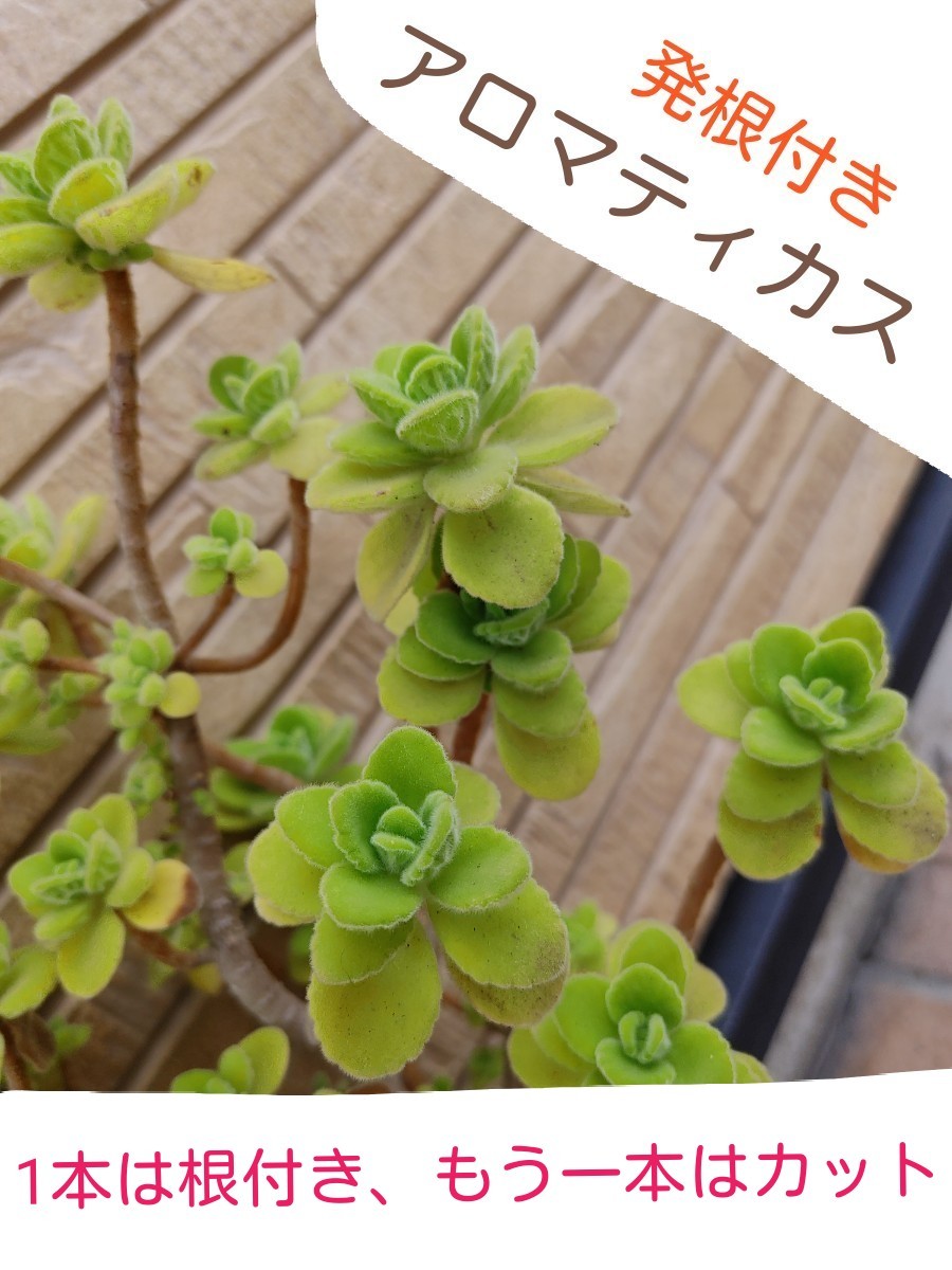 Paypayフリマ アロマティカス 挿し木用 2本 一本発根付き Paypayフリマ アロマティカス 挿し木用 2本 一本発根付き