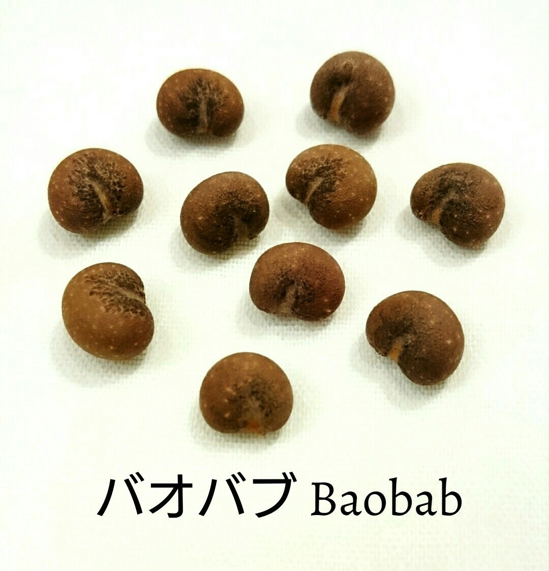 Paypayフリマ 希少 バオバブadansonia Digitata 種 10粒 Paypayフリマ 希少 バオバブadansonia Digitata 種 10粒