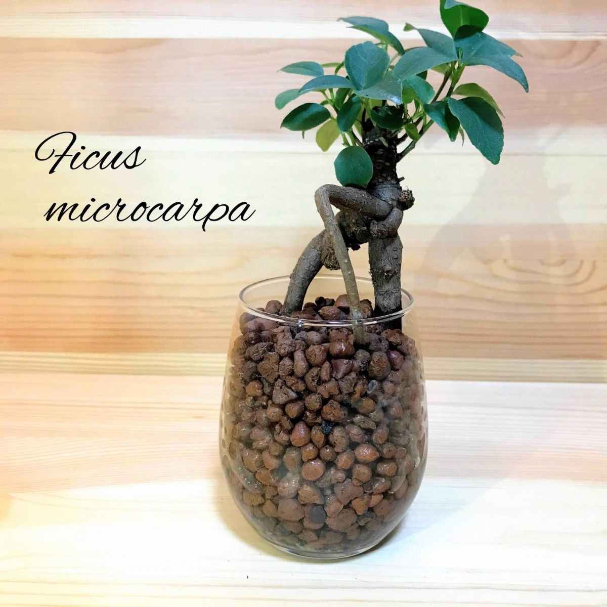 Paypayフリマ ガジュマル 観葉植物 ハイドロカルチャー Paypayフリマ ガジュマル 観葉植物 ハイドロカルチャー