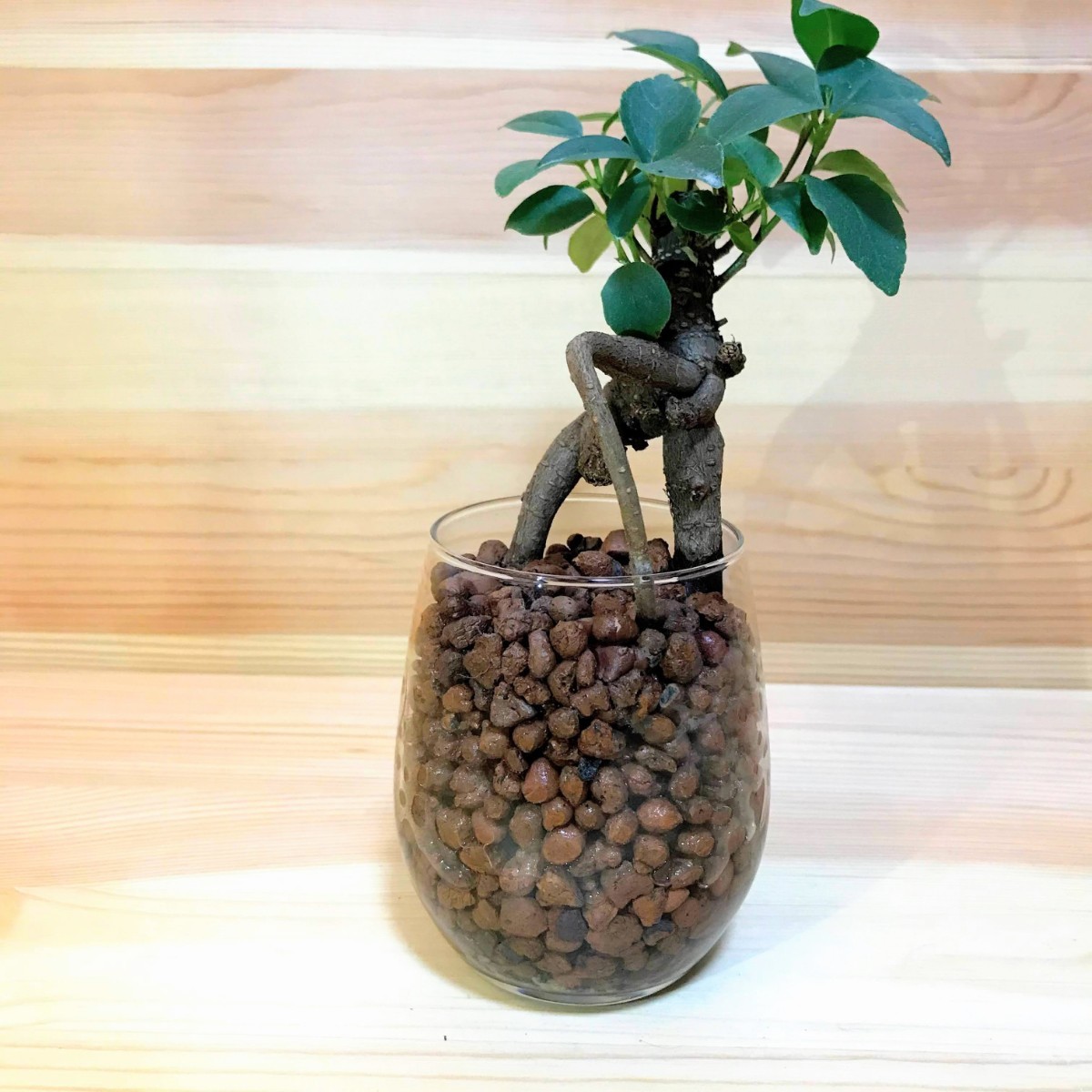 Paypayフリマ ガジュマル 観葉植物 ハイドロカルチャー Paypayフリマ ガジュマル 観葉植物 ハイドロカルチャー