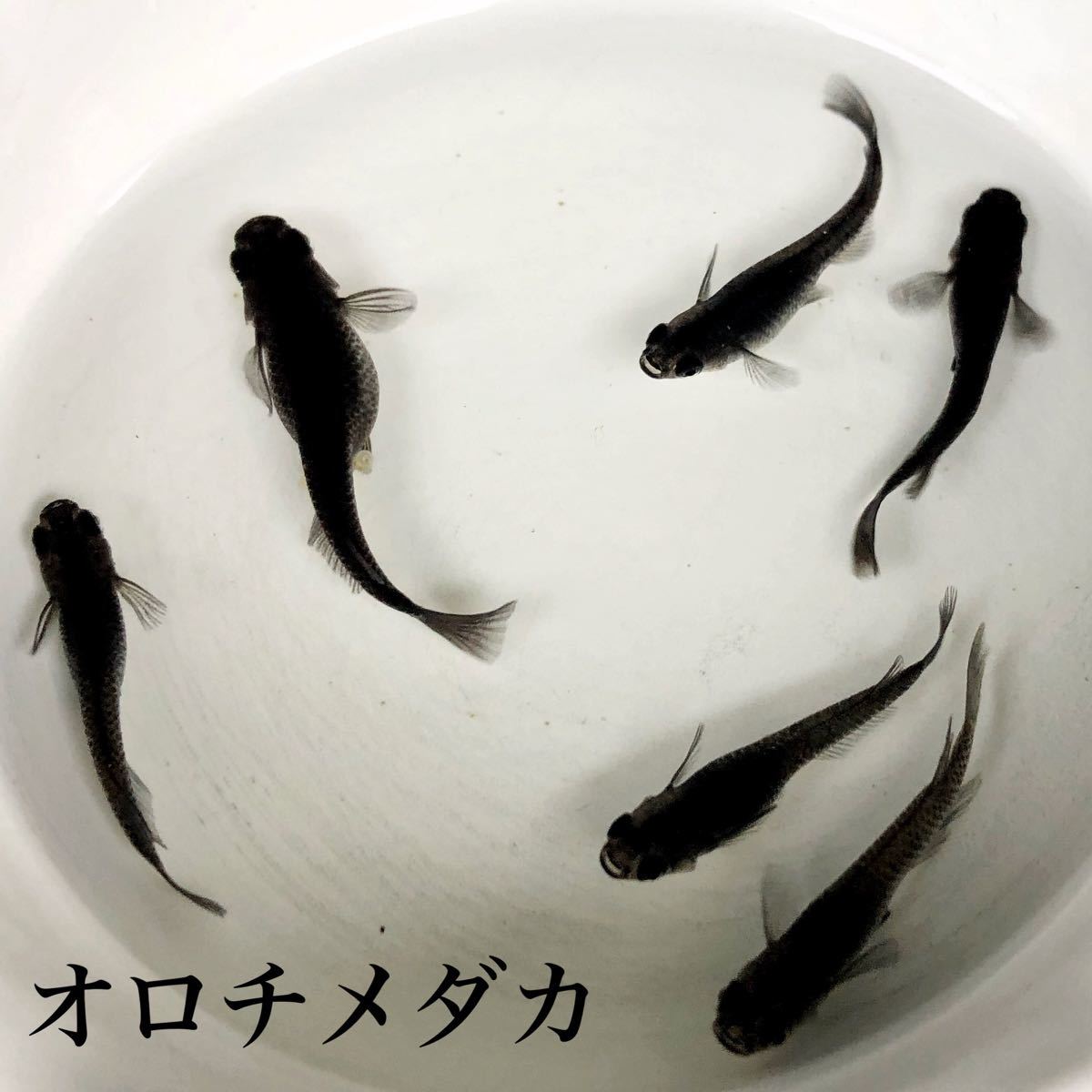 Paypayフリマ オロチメダカ 50個 A メダカ 有精卵 Paypayフリマ オロチメダカ 50個 A メダカ 有精卵