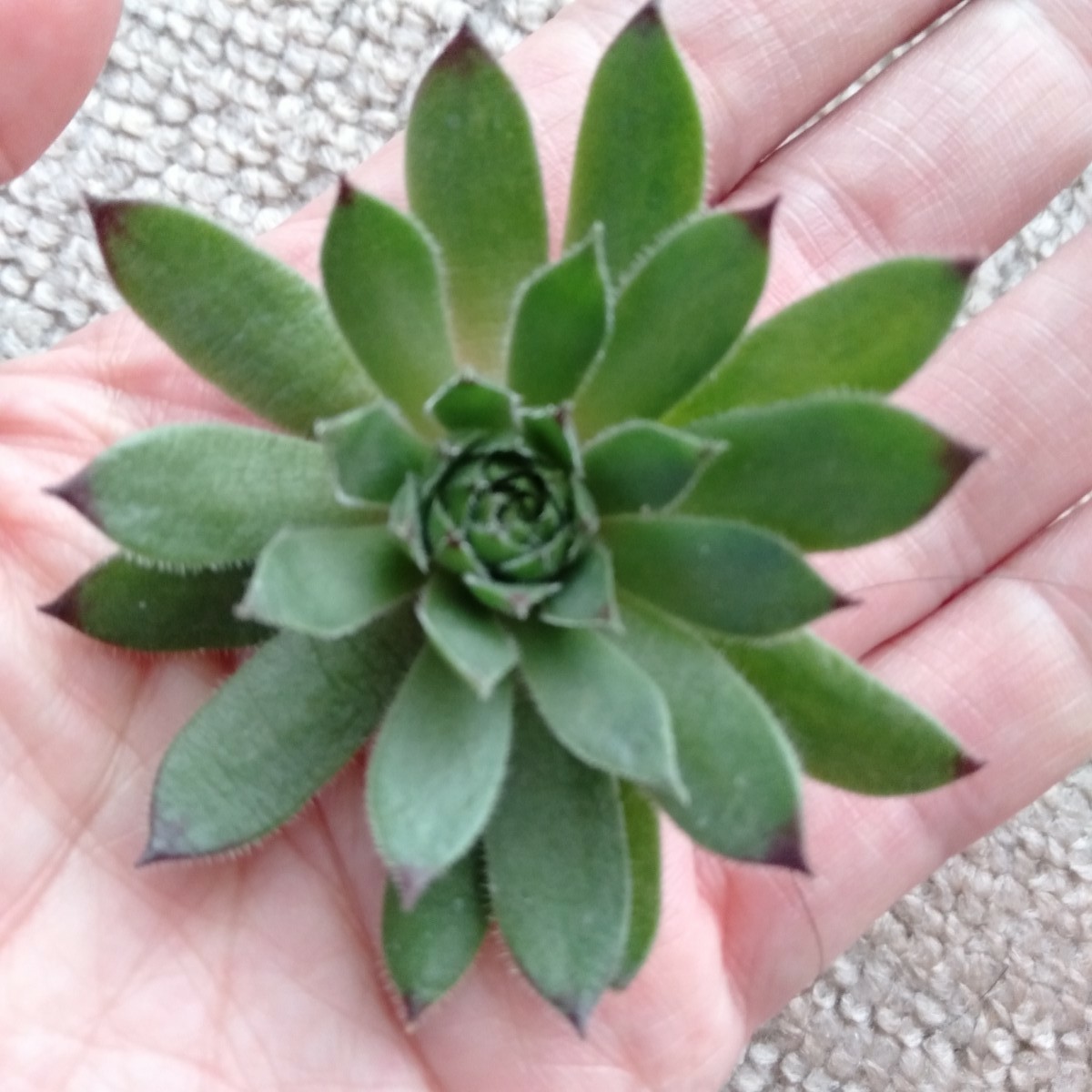 Paypayフリマ クラクフ センペルビウム 多肉植物 カット苗 Paypayフリマ クラクフ センペルビウム 多肉植物 カット苗
