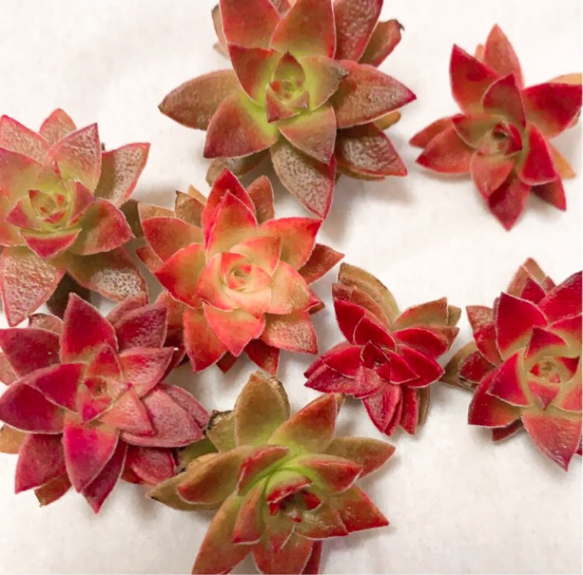 Paypayフリマ 多肉植物 紅葉祭り 切り苗1カット Paypayフリマ 多肉植物 紅葉祭り 切り苗1カット