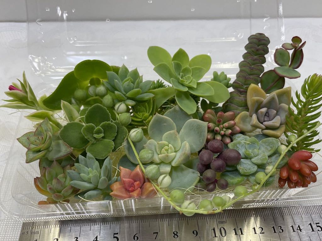 100円 多肉植物 カット苗バラエティセット お得 寄せ植えに 白ぼたん アロマティカス 舞乙女 斑入グリーンネックレス 観葉植物 売買されたオークション情報 Yahooの商品情報をアーカイブ公開 オークファン Aucfan Com 100円 多肉植物 カット苗バラエティセット お得 寄せ植えに 白ぼたん アロマティカス 舞乙女 斑入グリーンネックレス 観葉植物 売買されたオークション情報 Yahooの商品情報をアーカイブ公開 オークファン Aucfan Com