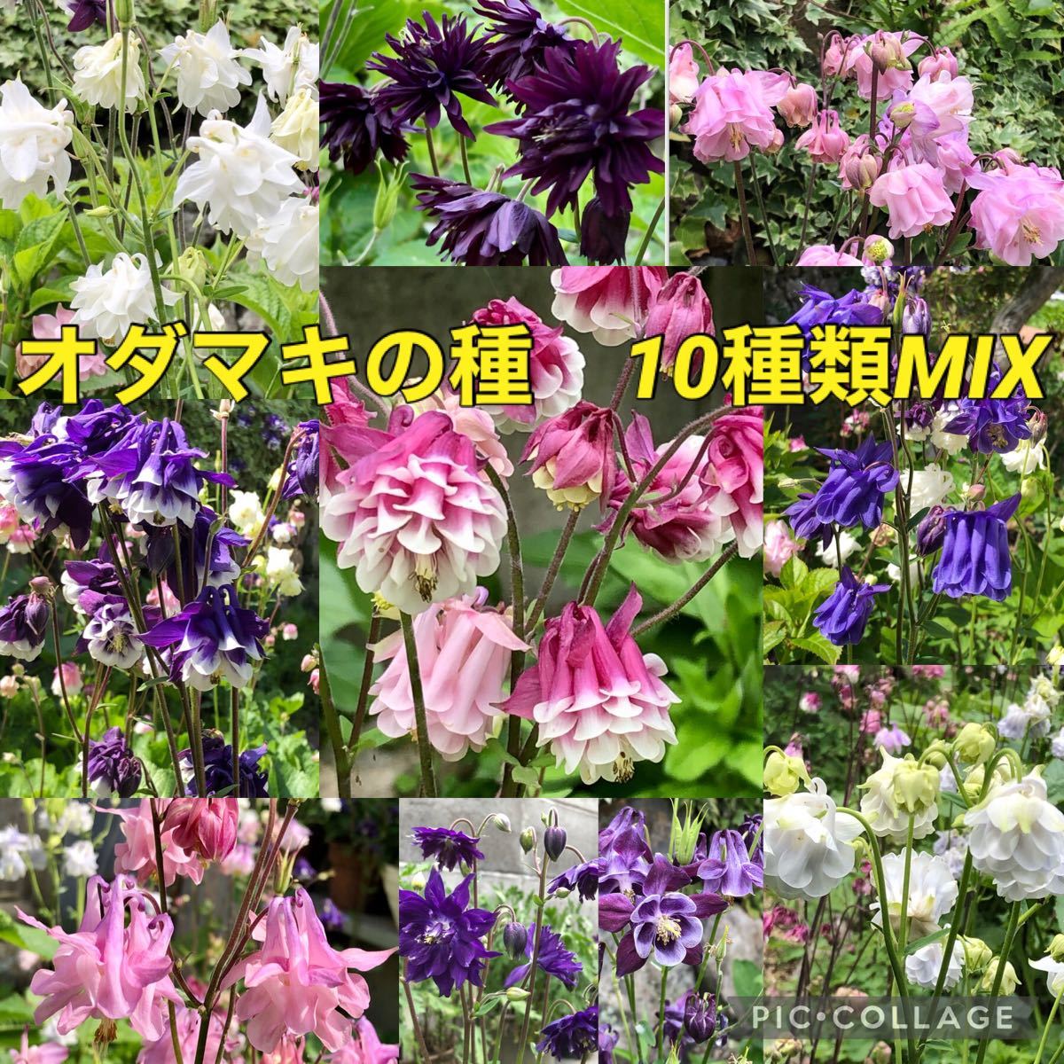 Paypayフリマ セイヨウオダマキの種 Paypayフリマ セイヨウオダマキの種