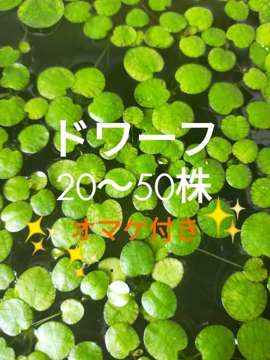 Paypayフリマ ドワーフ アマゾンフロッグピット 水草 浮草 メダカ ミジンコ ラムズホーン Paypayフリマ ドワーフ アマゾンフロッグピット 水草 浮草 メダカ ミジンコ ラムズホーン
