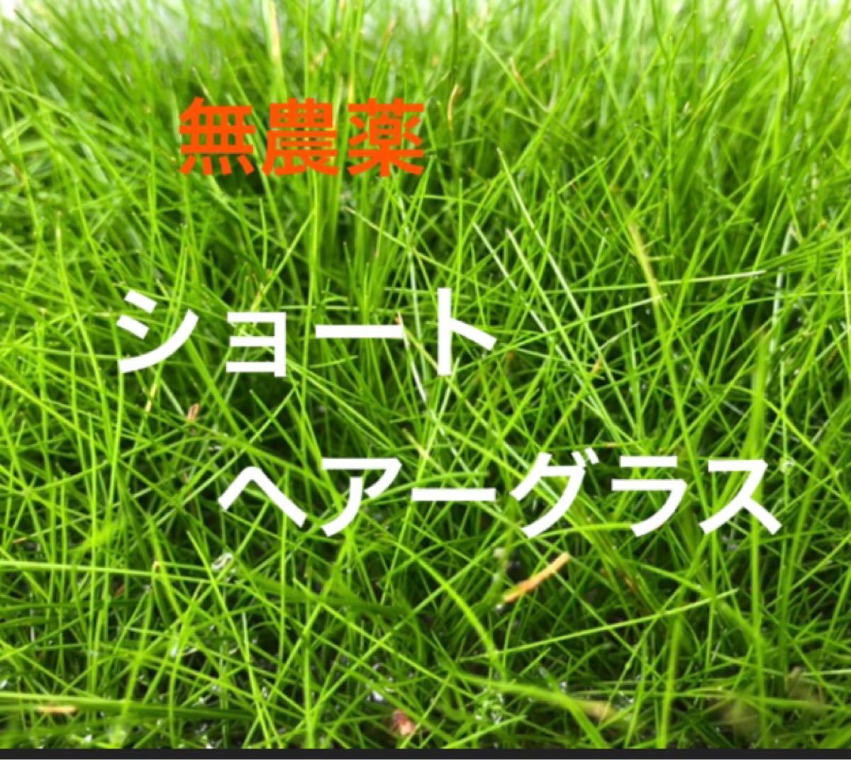 Paypayフリマ 水草 ショートヘアーグラス30g Paypayフリマ 水草 ショートヘアーグラス30g