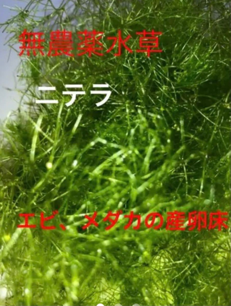 Paypayフリマ メダカの産卵床 水草 ニテラ50g Paypayフリマ メダカの産卵床 水草 ニテラ50g