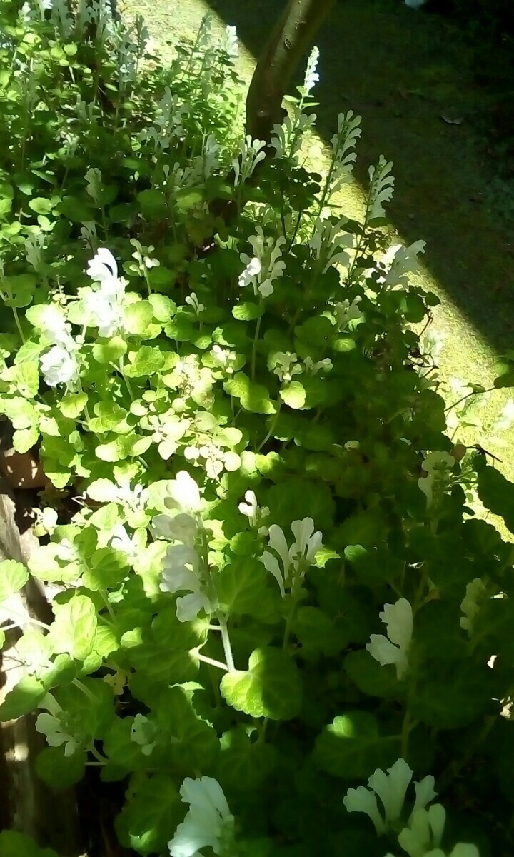 Paypayフリマ タツナミソウ 白 5本 花は終わっています 来春また咲きます 只今 青系2本 白1本増量中 合計8本お届けします