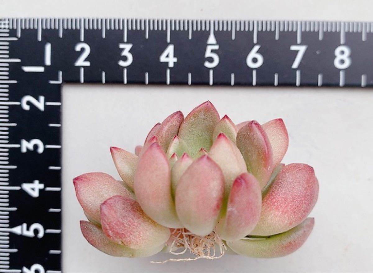 Paypayフリマ 多肉植物 エケベリア ピンクルルビー3頭 抜き苗 Paypayフリマ 多肉植物 エケベリア ピンクルルビー3頭 抜き苗