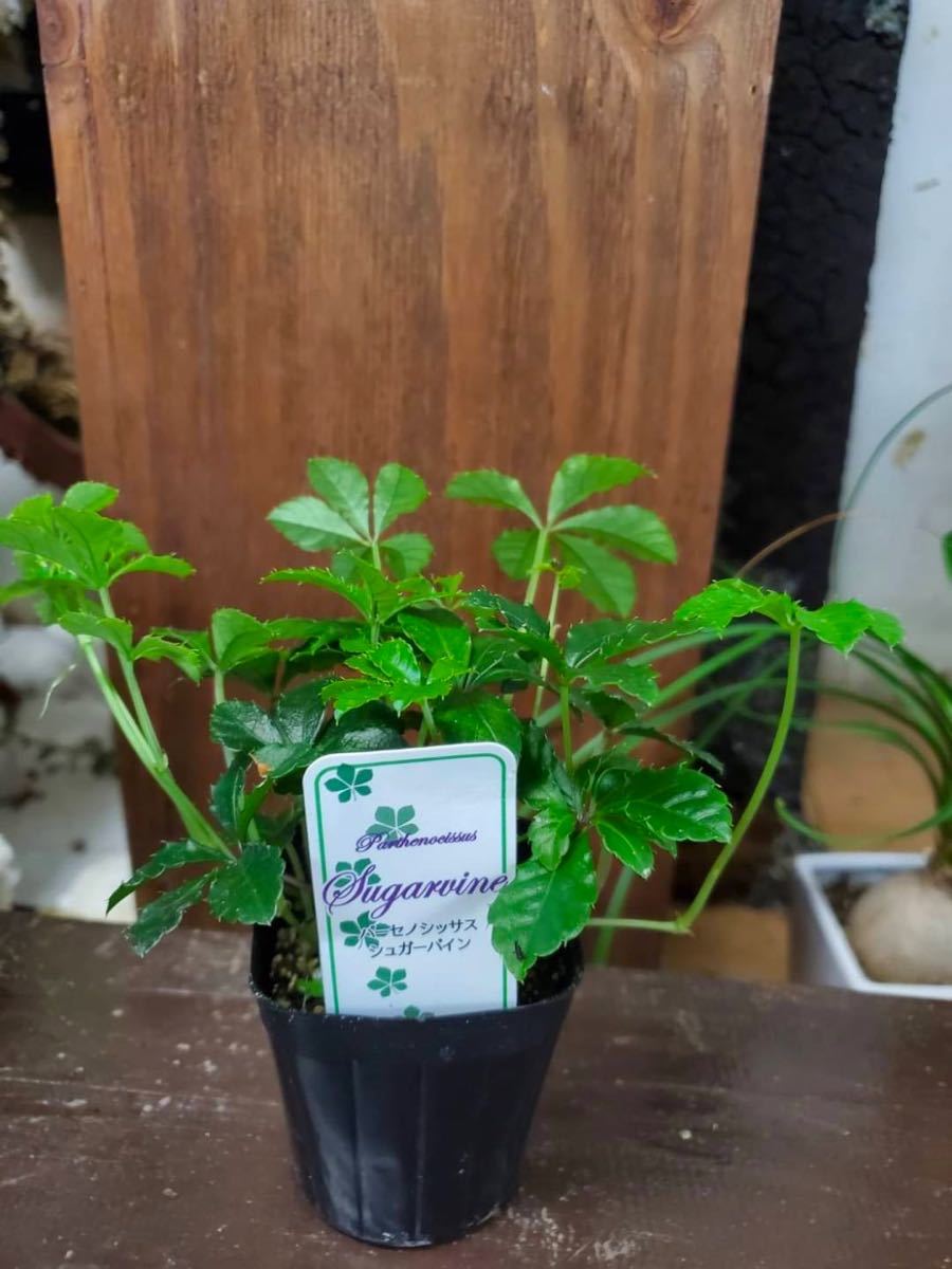 観葉植物『シッサス・シュガーバイン』2.5寸2株セット