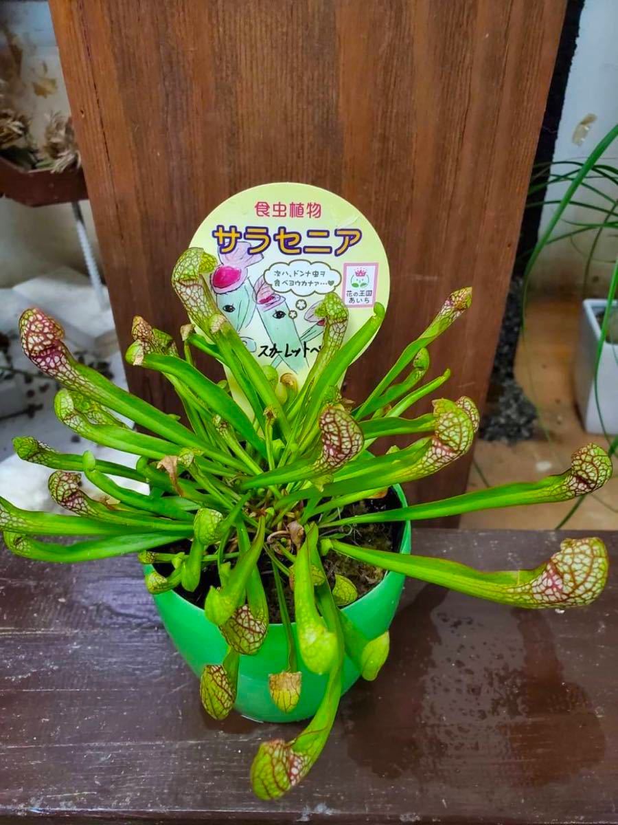 Paypayフリマ 食虫植物 サラセニア スカーレットベル 3 5寸