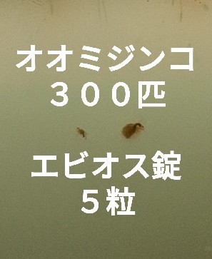 Paypayフリマ オオミジンコ 300匹 エビオス錠5粒 メダカ めだか 活き餌 ミジンコ Paypayフリマ オオミジンコ 300匹 エビオス錠5粒 メダカ めだか 活き餌 ミジンコ