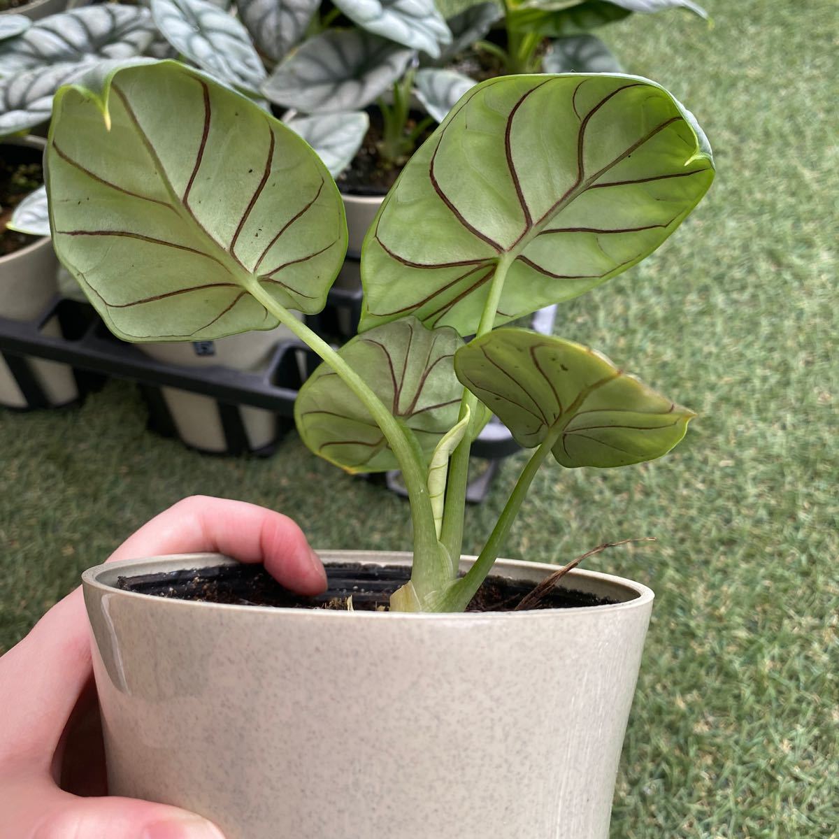 Paypayフリマ アロカシア シルバードラゴン 希少 珍しい 観葉植物 即日発送 Paypayフリマ アロカシア シルバードラゴン 希少 珍しい 観葉植物 即日発送